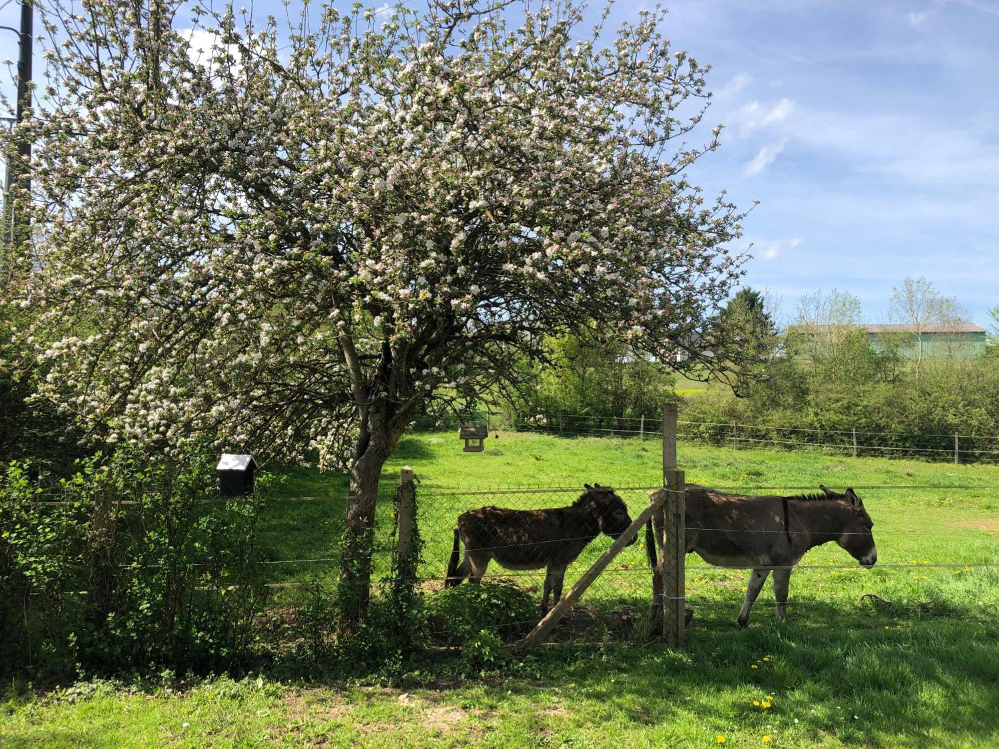 Gite Aux Anes Avec Spa Menetou-Ratel Exterior photo