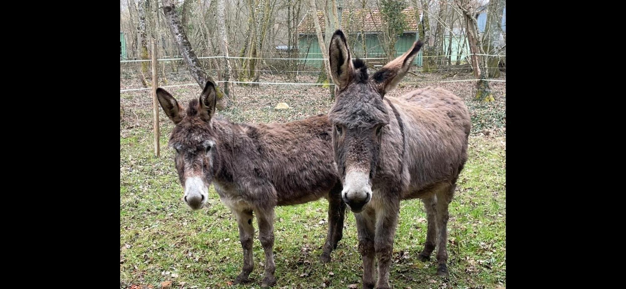 Gite Aux Anes Avec Spa Menetou-Ratel Exterior photo